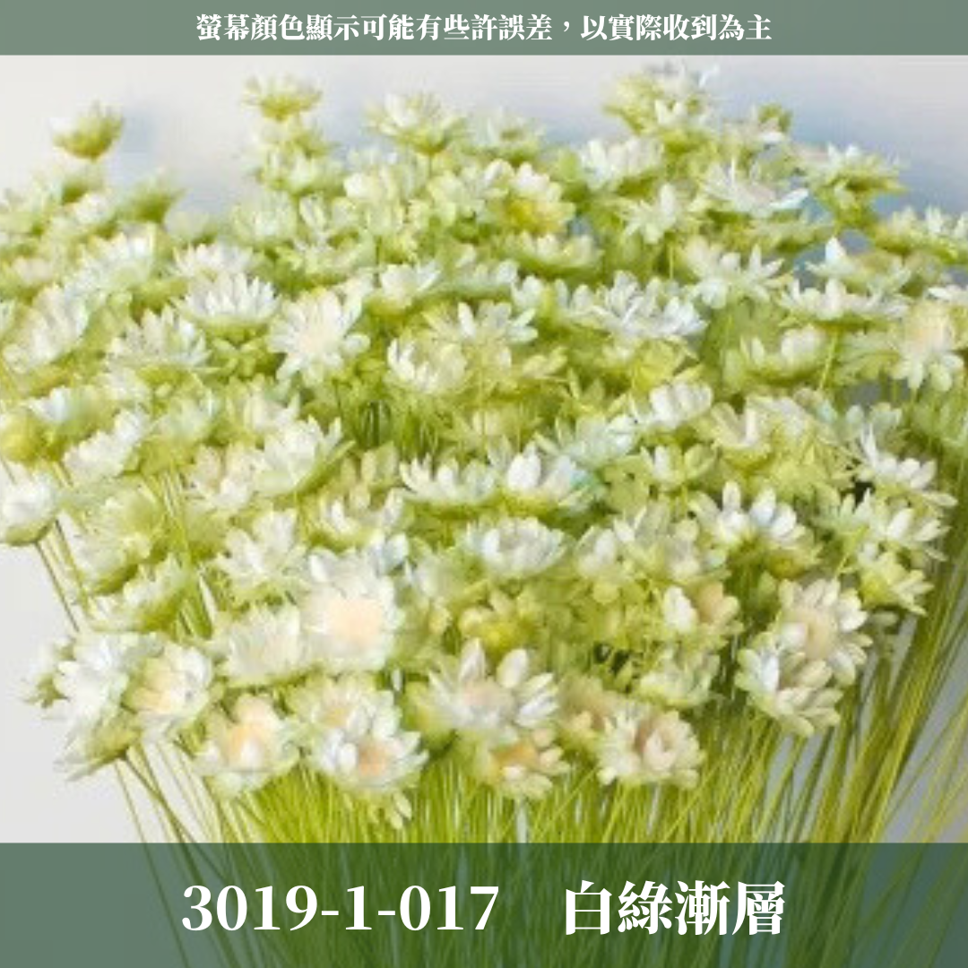 30191 日本小星花 原裝18克 スターフラワー・ブロッサム 日本大地農園 日本進口