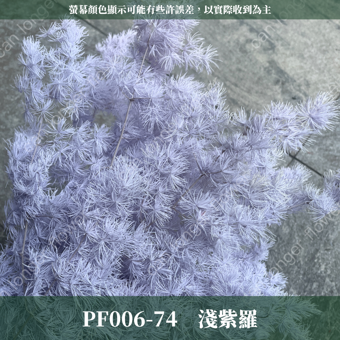 PF006 蓬萊松 台灣現貨
