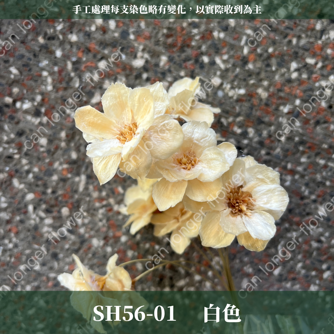 ✿ 台灣現貨 ✿ SH56 銀連花 原裝 10支裝 手工花