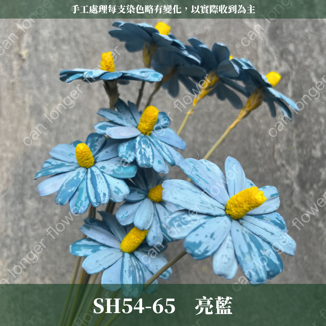 ✿ 台灣現貨 ✿ SH54 小雛菊 原裝 十支裝
