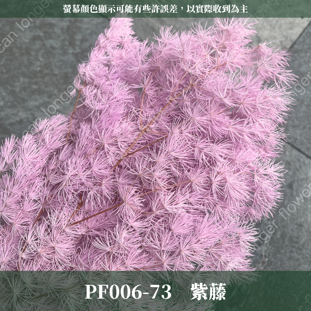 PF006 蓬萊松 台灣現貨