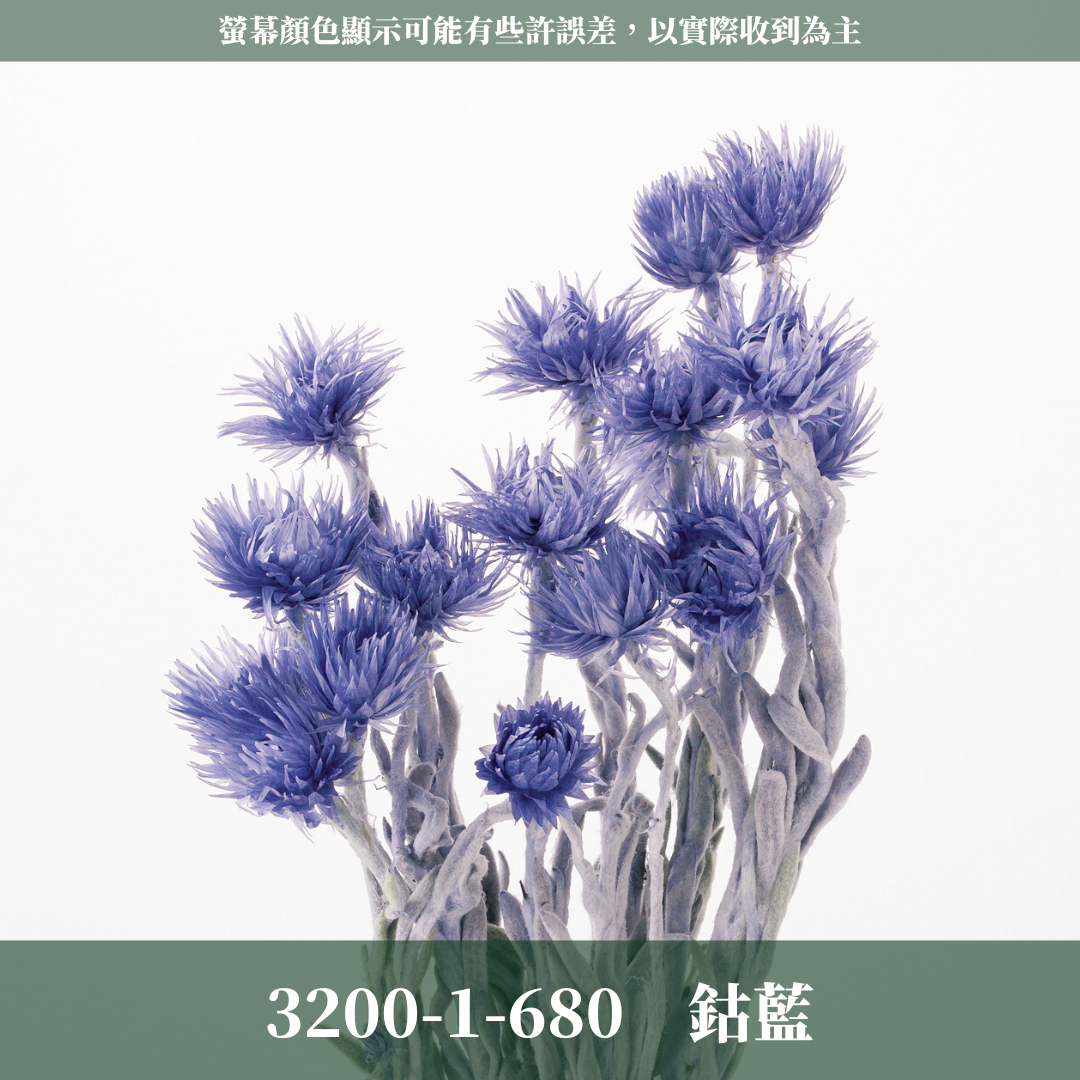 3200-1 日本迷你旱雪蓮 ミニシルバーデージー 日本大地農園 25g 原裝 日本進口