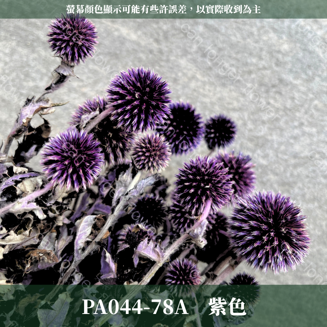 PA044-S 山防風 藍星球 永生 小份量 台灣現貨