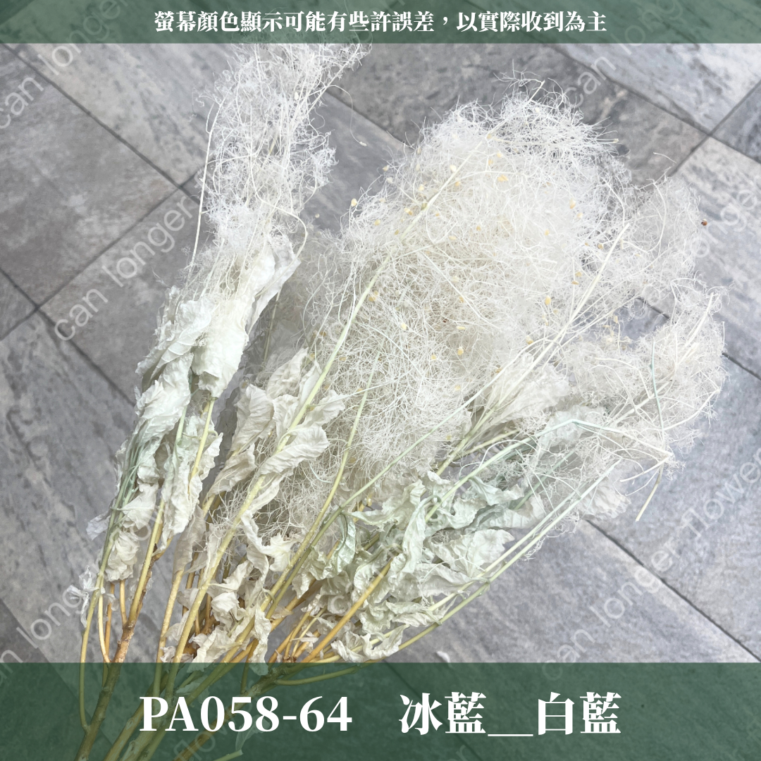 PA058 黃櫨 煙霧樹 夢幻草 黃櫨花 煙樹 霧花 霧中情人 永生 原裝/小份