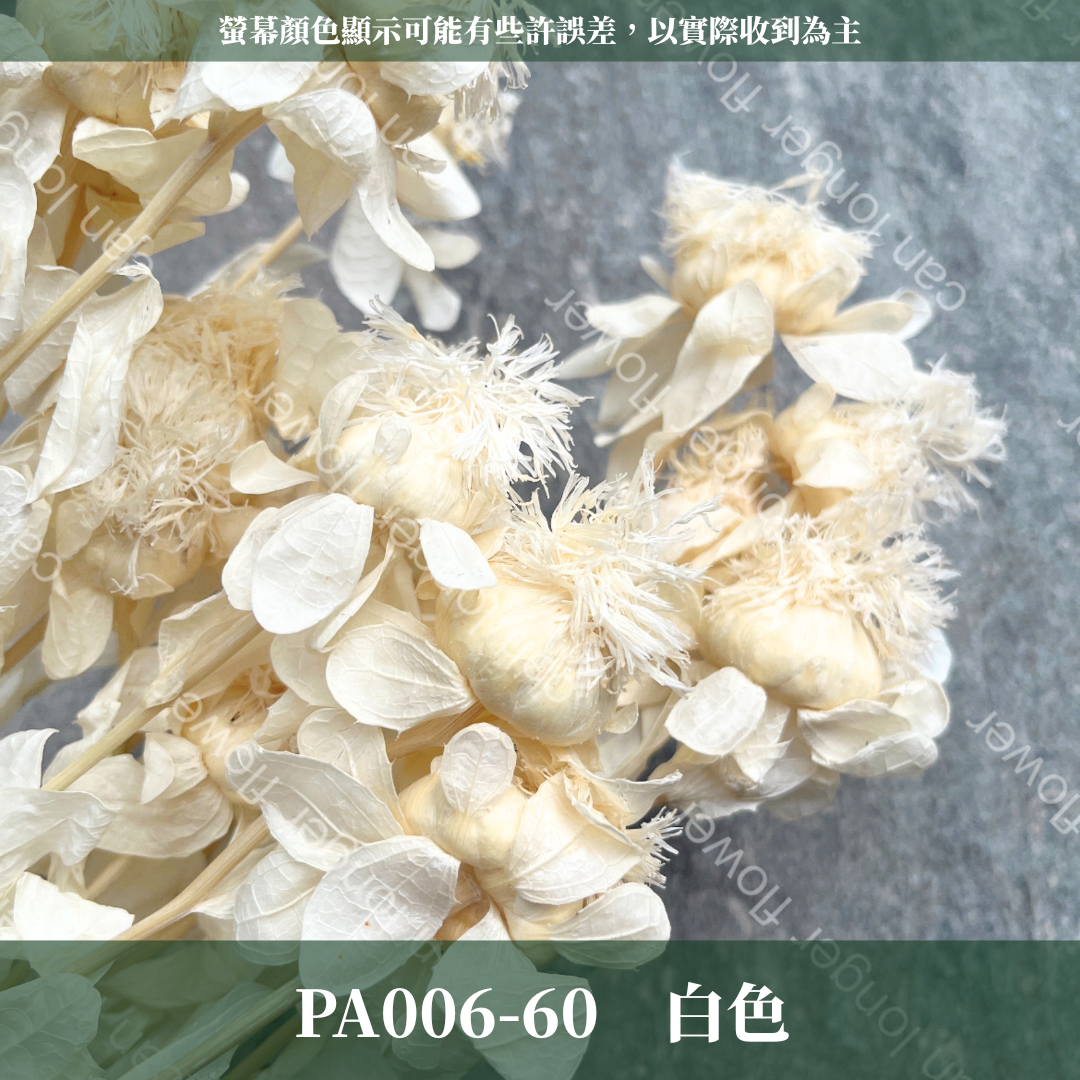 PA006 橙菠蘿 約15頭 台灣現貨