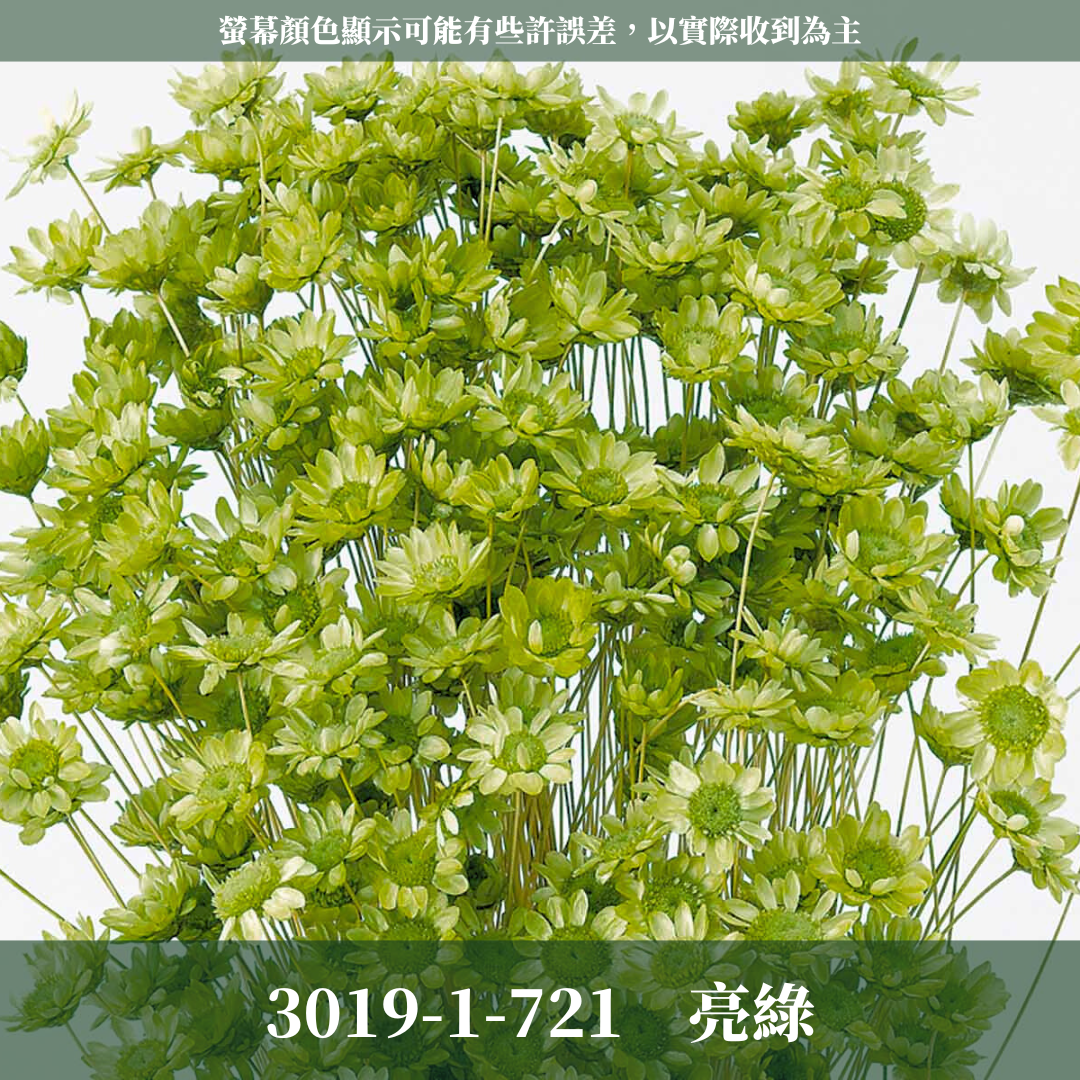 30191 日本小星花 原裝18克 スターフラワー・ブロッサム 日本大地農園 日本進口