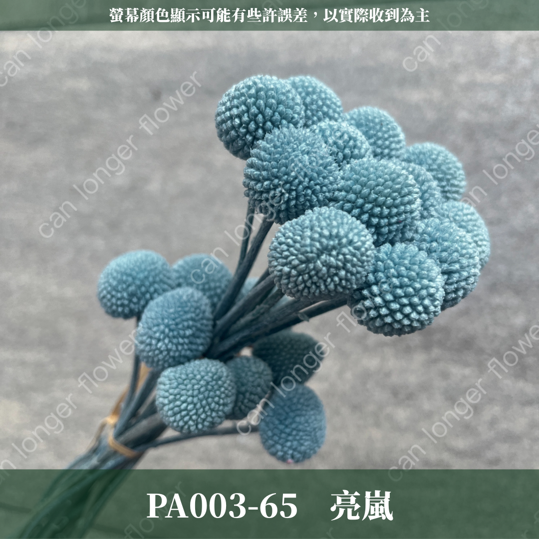 PA003 金杖球 台灣現貨