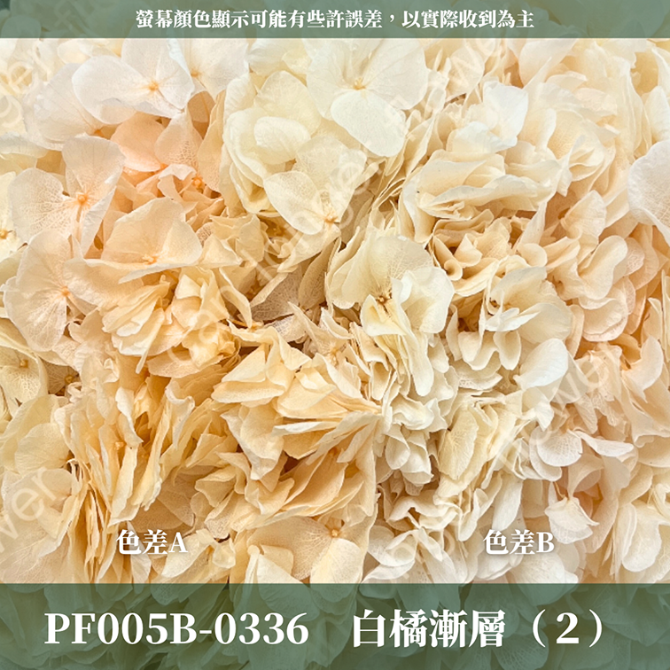 PF005B 大葉繡球 台灣現貨 繡球花 紫陽花 永生繡球 乾燥繡球