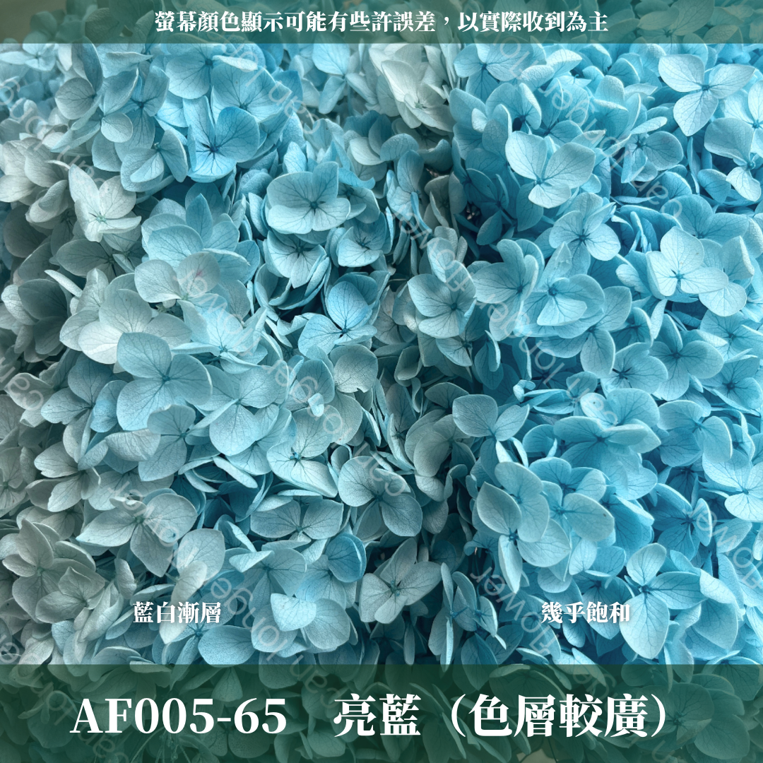 PF005 安娜繡球 單支 繡球花 台灣現貨 繡球 紫陽花