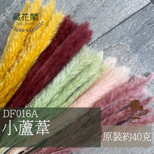 ✿ 台灣現貨 ✿ DF016A 小蘆葦 乾燥