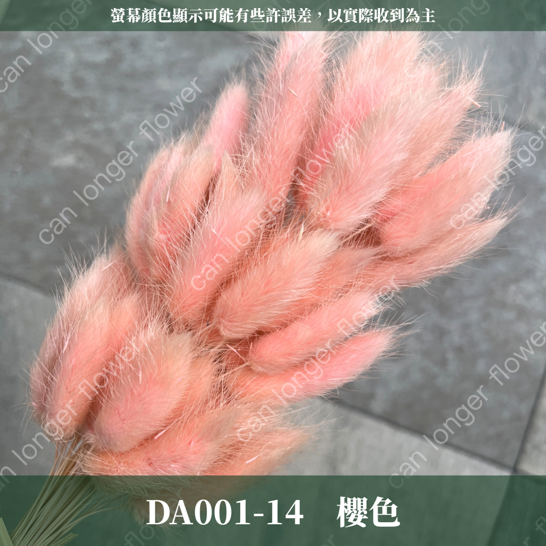 DA001 兔尾草 原裝約50-60支 台灣現貨