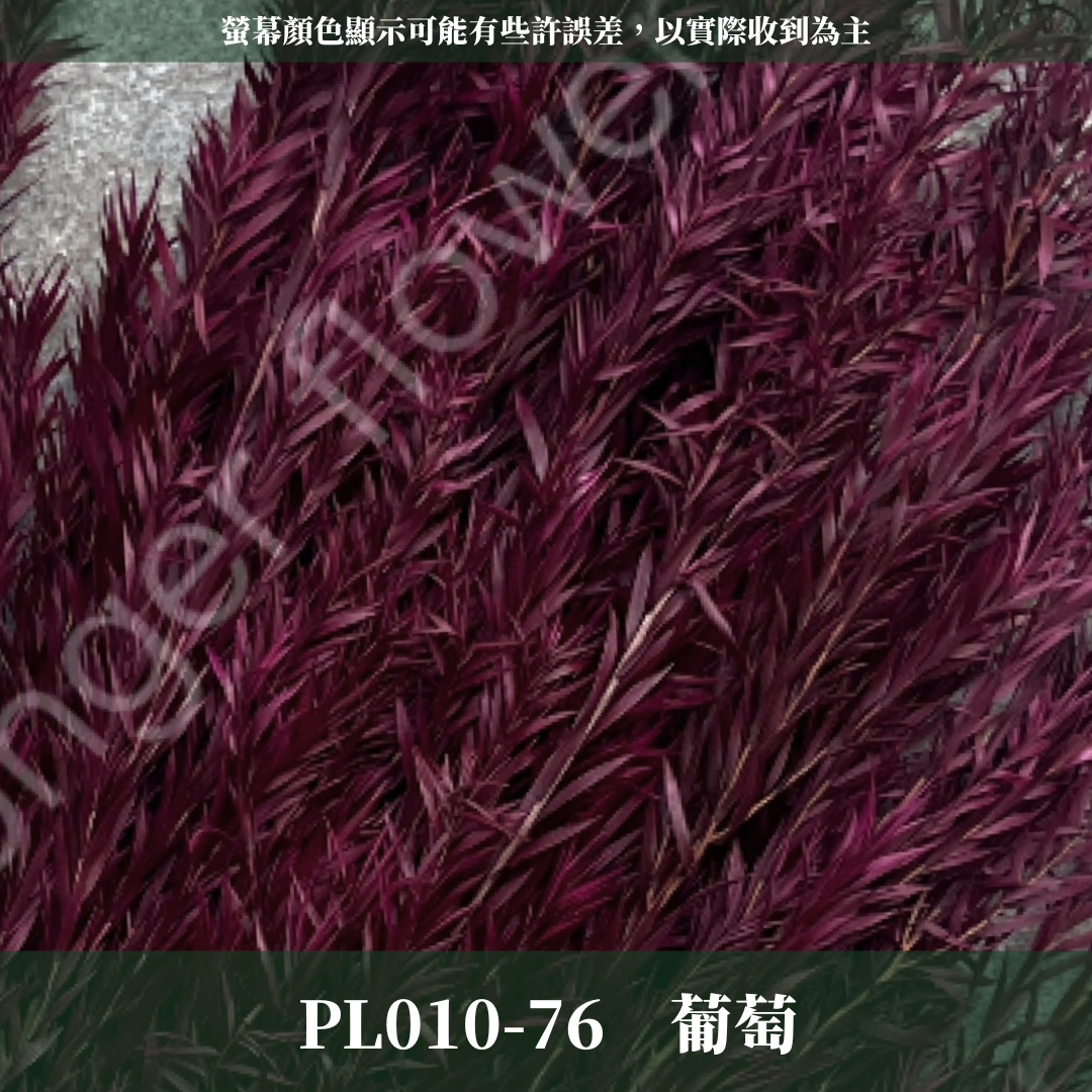 PL010 茶樹 茶樹葉 台灣現貨