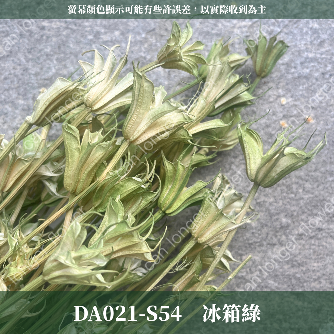 DA021 木百合 原裝 台灣現貨