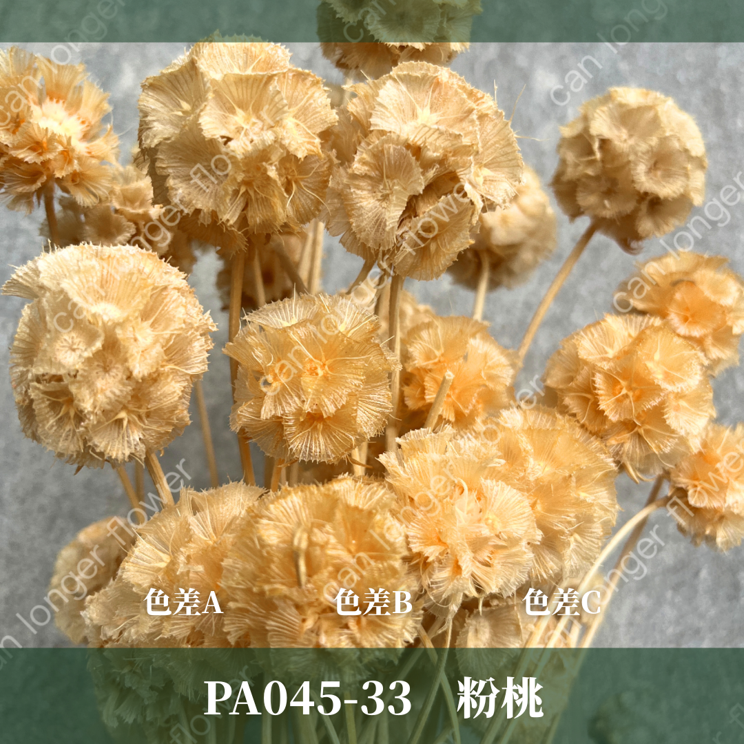 PA045 松蟲果 台灣現貨