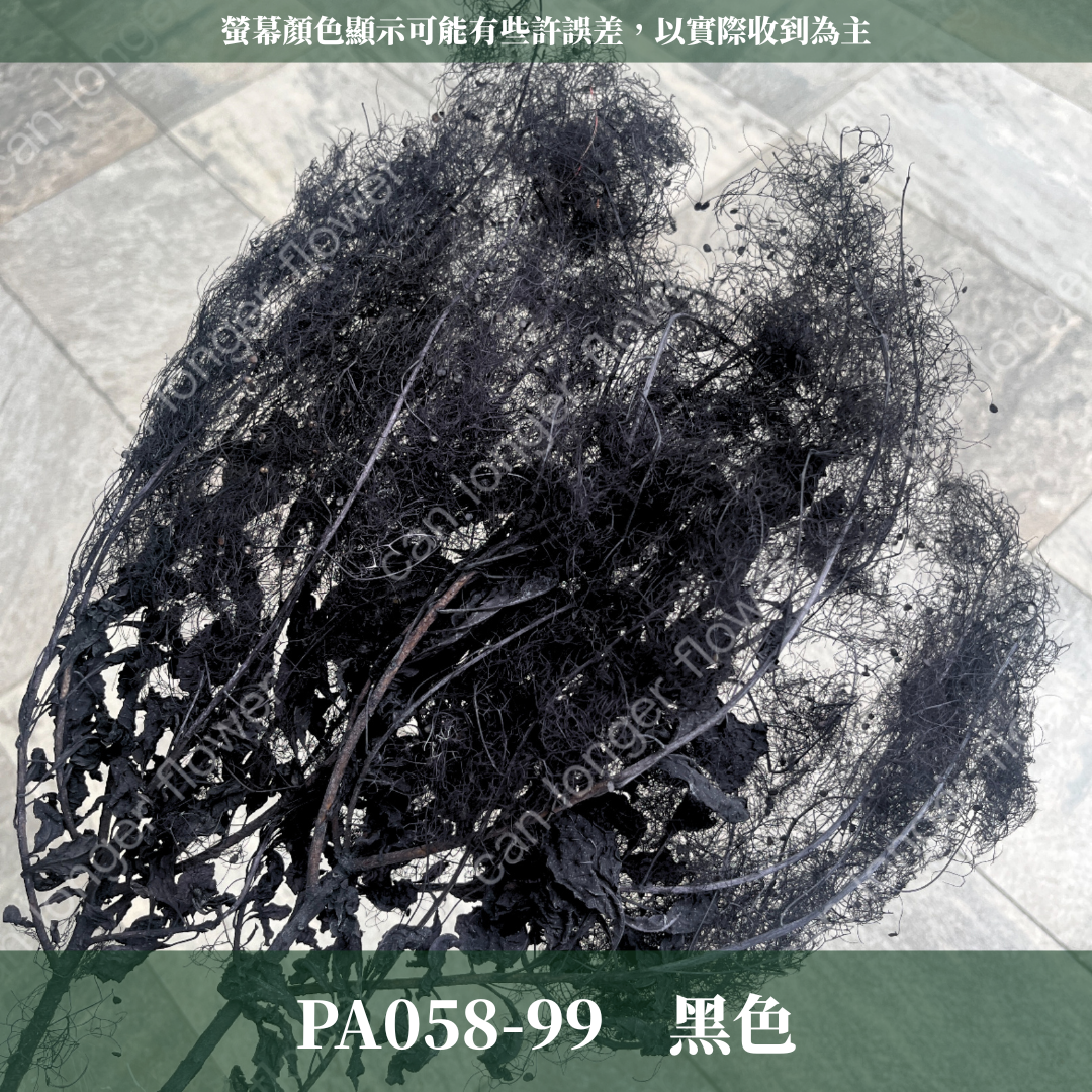 PA058 黃櫨 煙霧樹 夢幻草 黃櫨花 煙樹 霧花 霧中情人 永生 原裝/小份