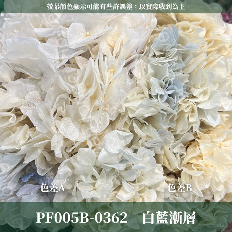 PF005B 大葉繡球 台灣現貨 繡球花 紫陽花 永生繡球 乾燥繡球