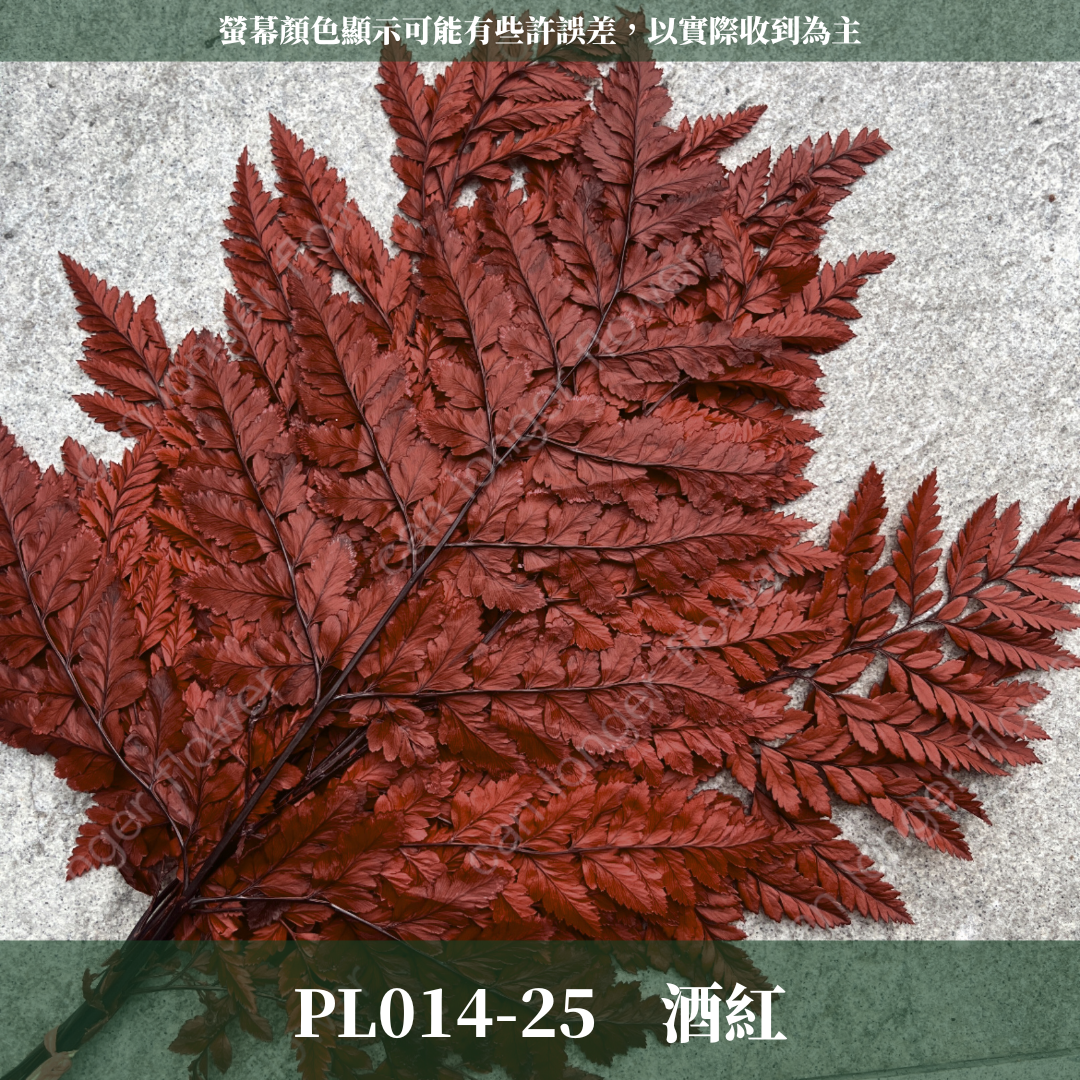 PL014 高山羊齒 經濟包 1片 姬蕨葉 碗蕨