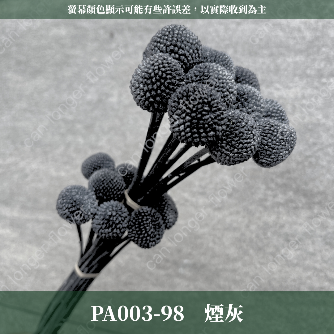 PA003 金杖球 台灣現貨