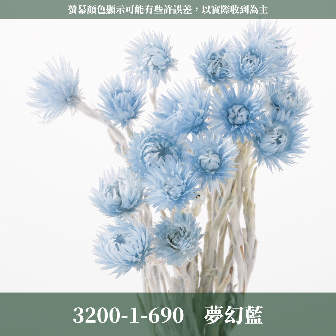 3200-1 日本迷你旱雪蓮 ミニシルバーデージー 日本大地農園 25g 原裝 日本進口