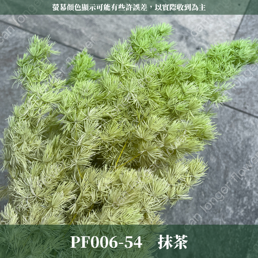 PF006 蓬萊松 台灣現貨