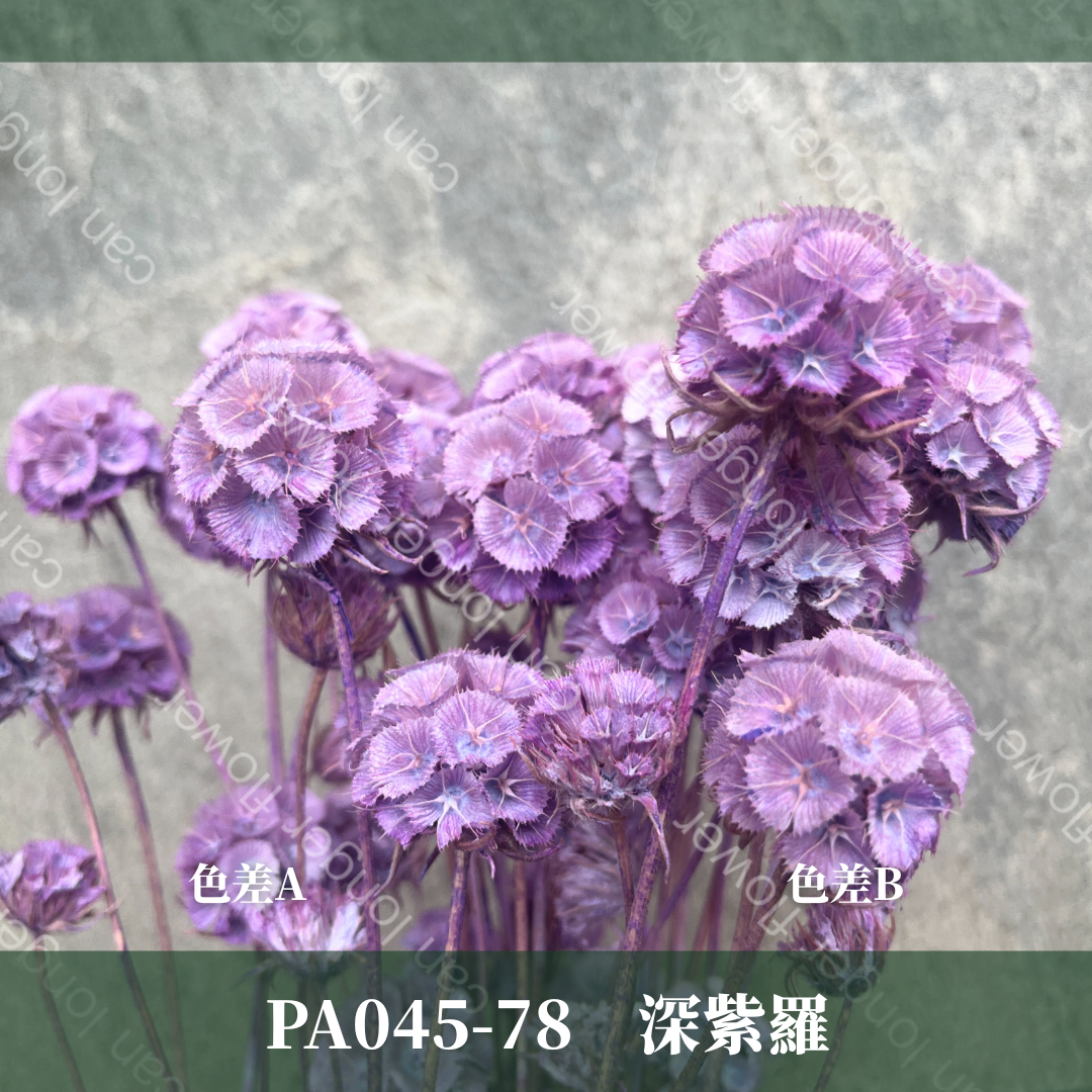 PA045 松蟲果 台灣現貨