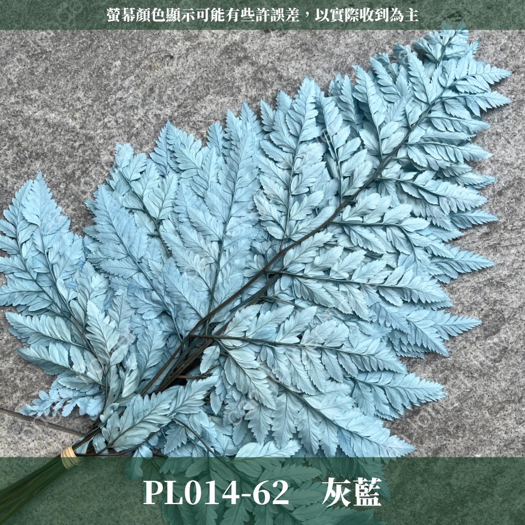 PL014 高山羊齒 經濟包 1片 姬蕨葉 碗蕨