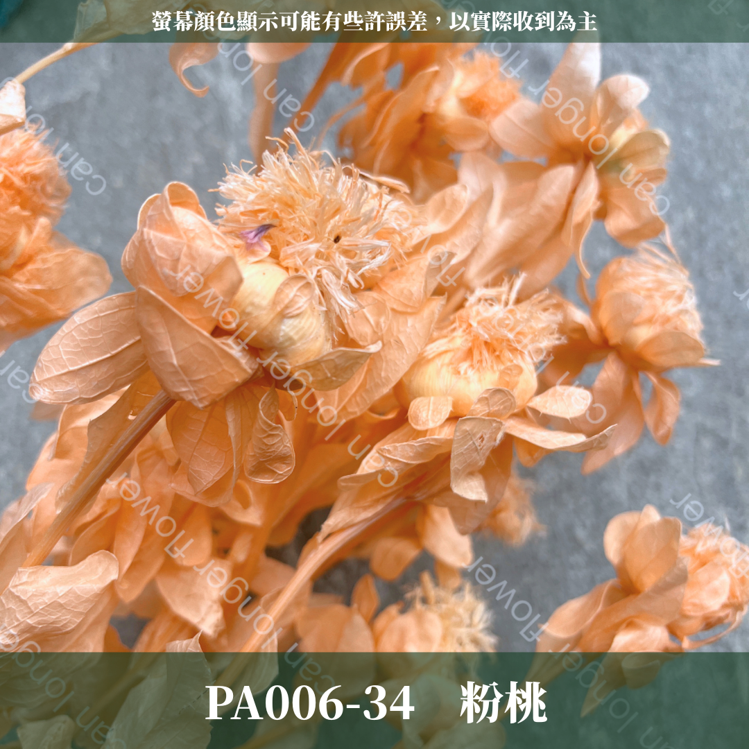 PA006 橙菠蘿 約15頭 台灣現貨