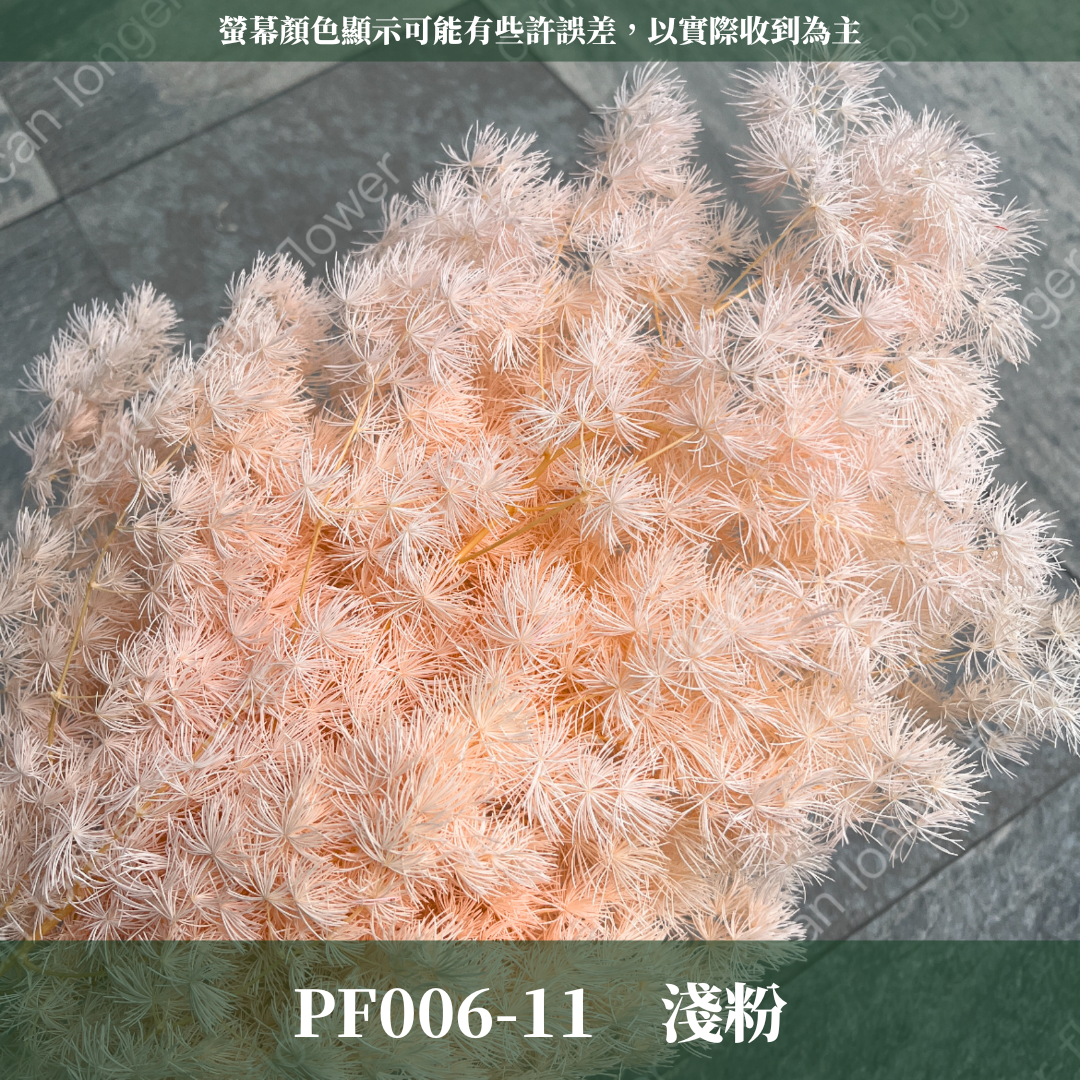 PF006 蓬萊松 台灣現貨