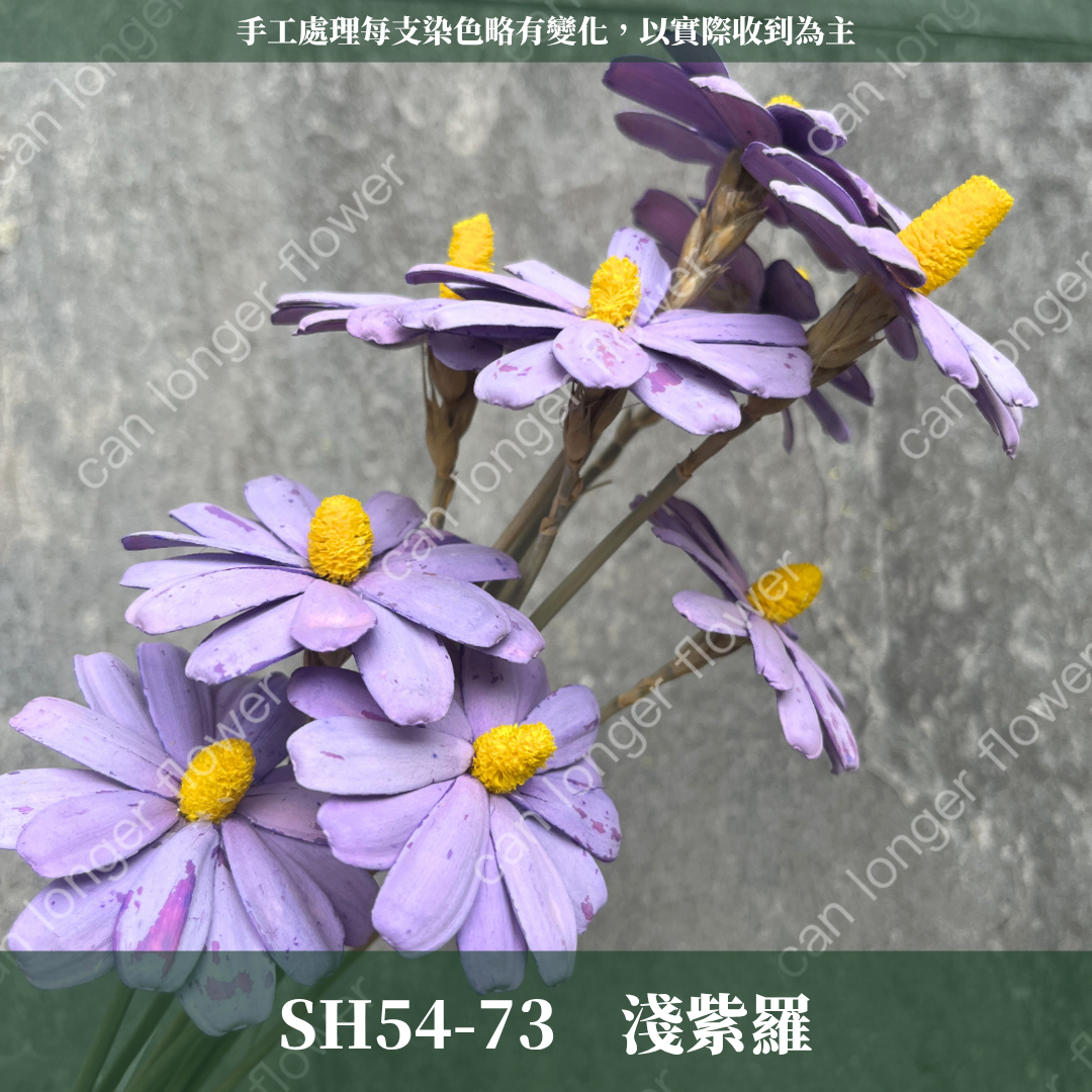 ✿ 台灣現貨 ✿ SH54 小雛菊 原裝 十支裝