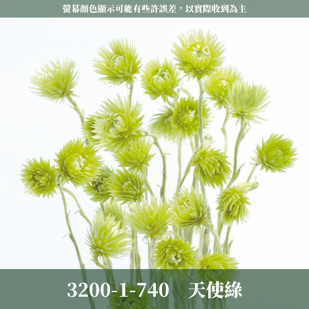 3200-1 日本迷你旱雪蓮 ミニシルバーデージー 日本大地農園 25g 原裝 日本進口