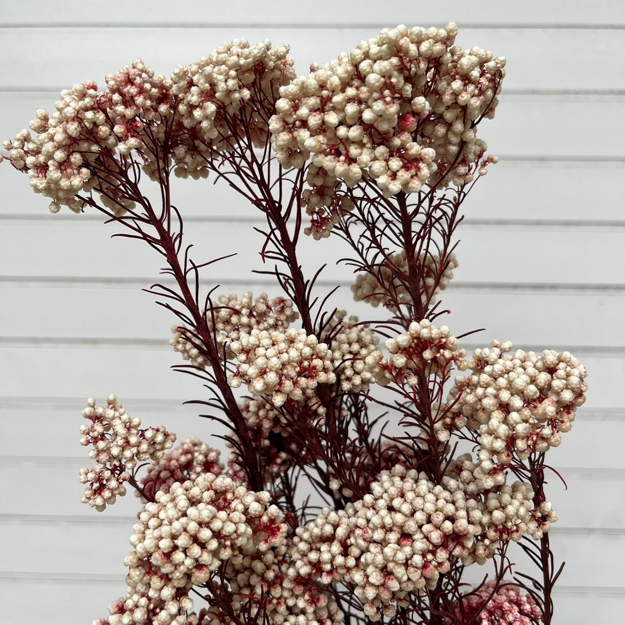【台灣現貨】PA004米香 水稻花 小米花 永生 花瓶插花保鮮花 拍攝拍照背景 婚禮小物 居家佈置