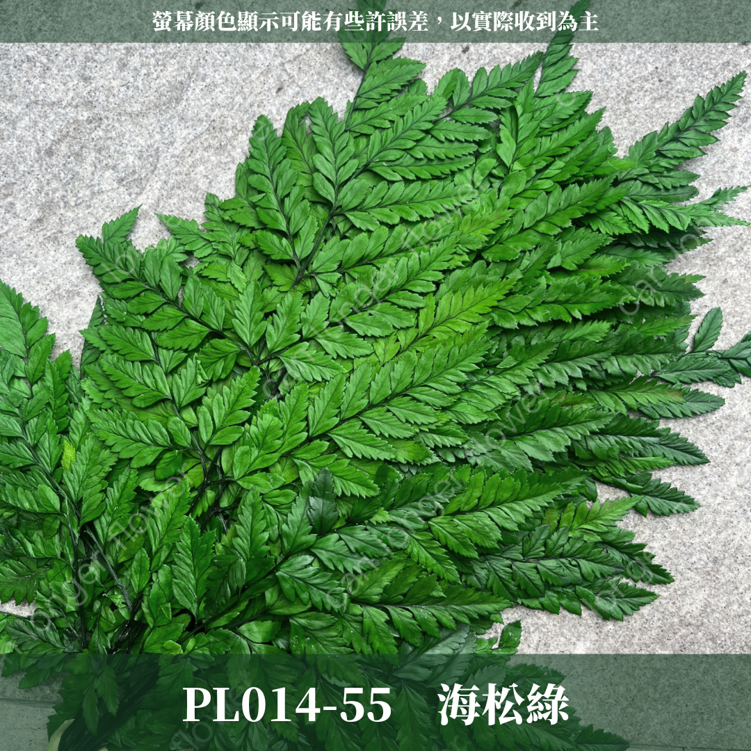 PL014 高山羊齒 經濟包 1片 姬蕨葉 碗蕨
