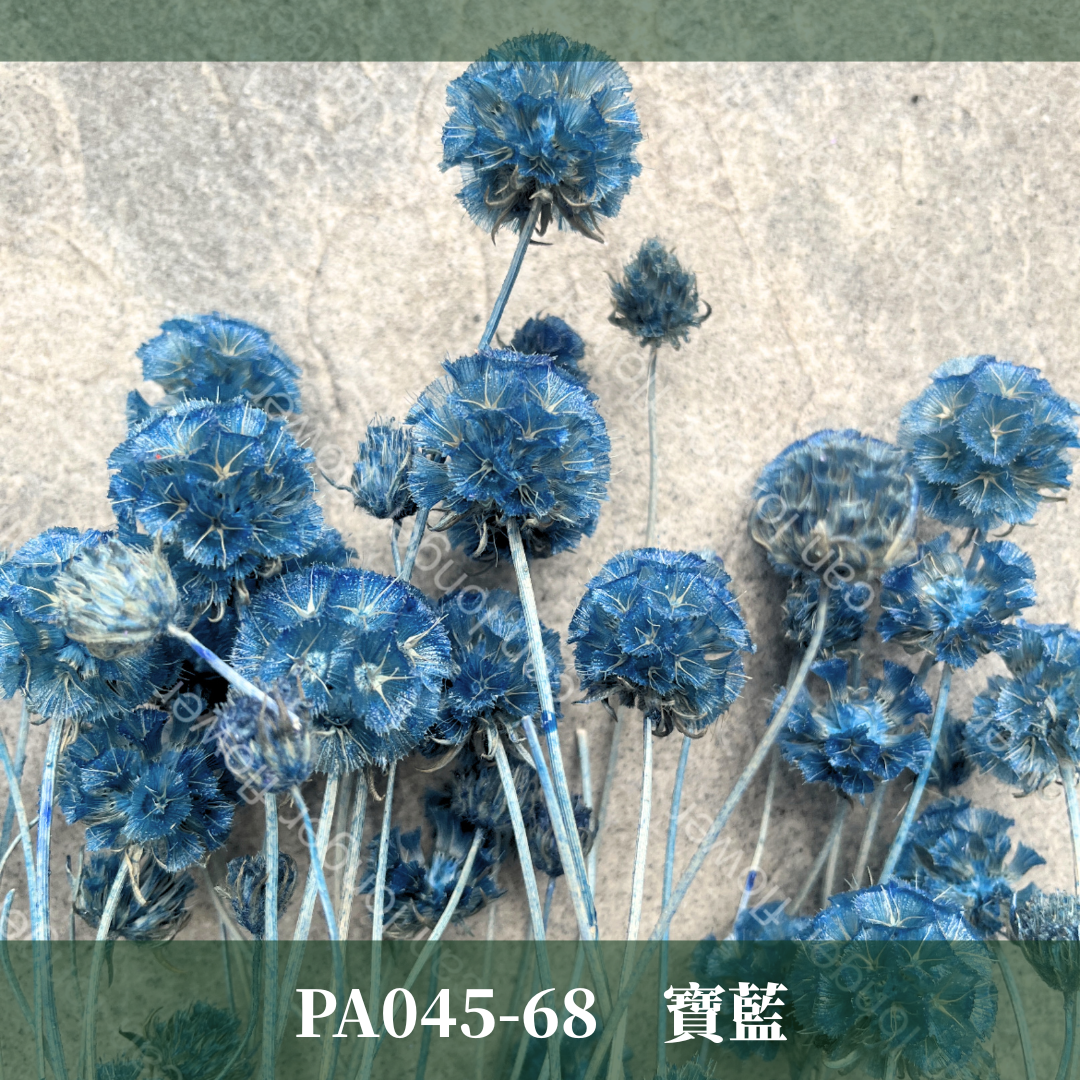 PA045 松蟲果 台灣現貨