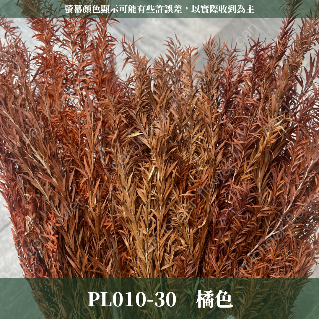 PL010 茶樹 茶樹葉 台灣現貨