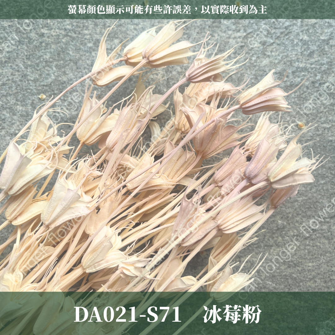 DA021 木百合 原裝 台灣現貨