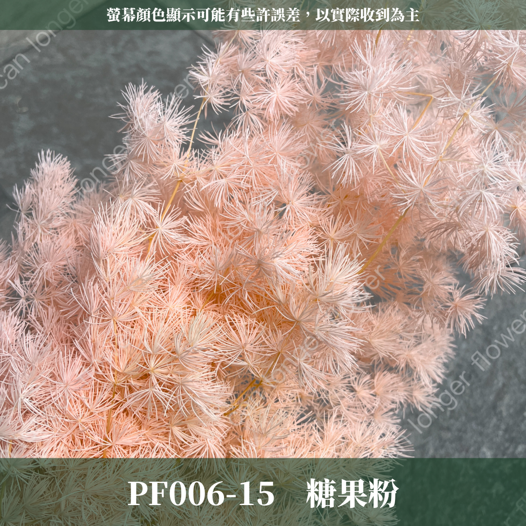 PF006 蓬萊松 台灣現貨