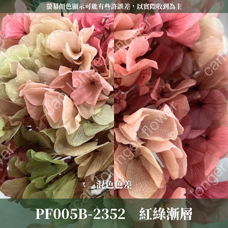 PF005B 大葉繡球 台灣現貨 繡球花 紫陽花 永生繡球 乾燥繡球