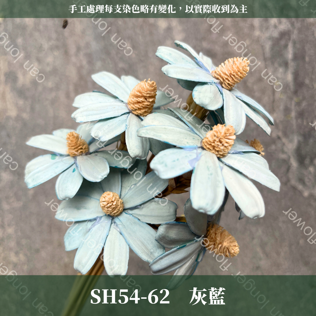 ✿ 台灣現貨 ✿ SH54 小雛菊 原裝 十支裝