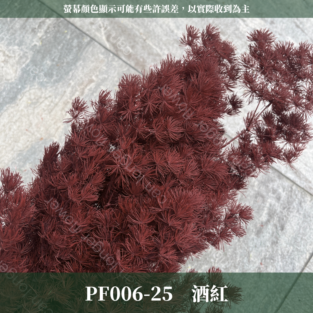 PF006 蓬萊松 台灣現貨