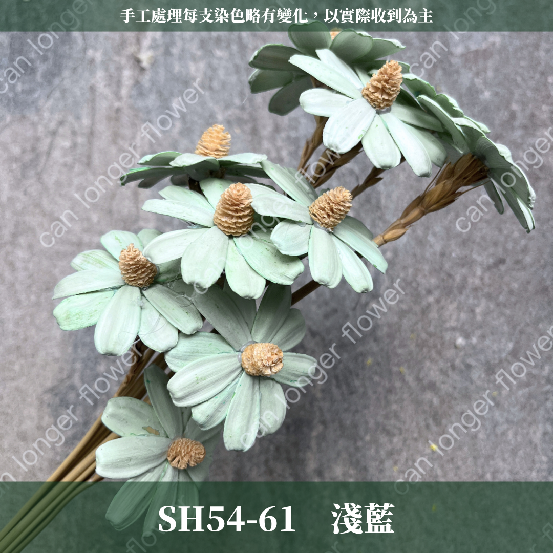 ✿ 台灣現貨 ✿ SH54 小雛菊 原裝 十支裝