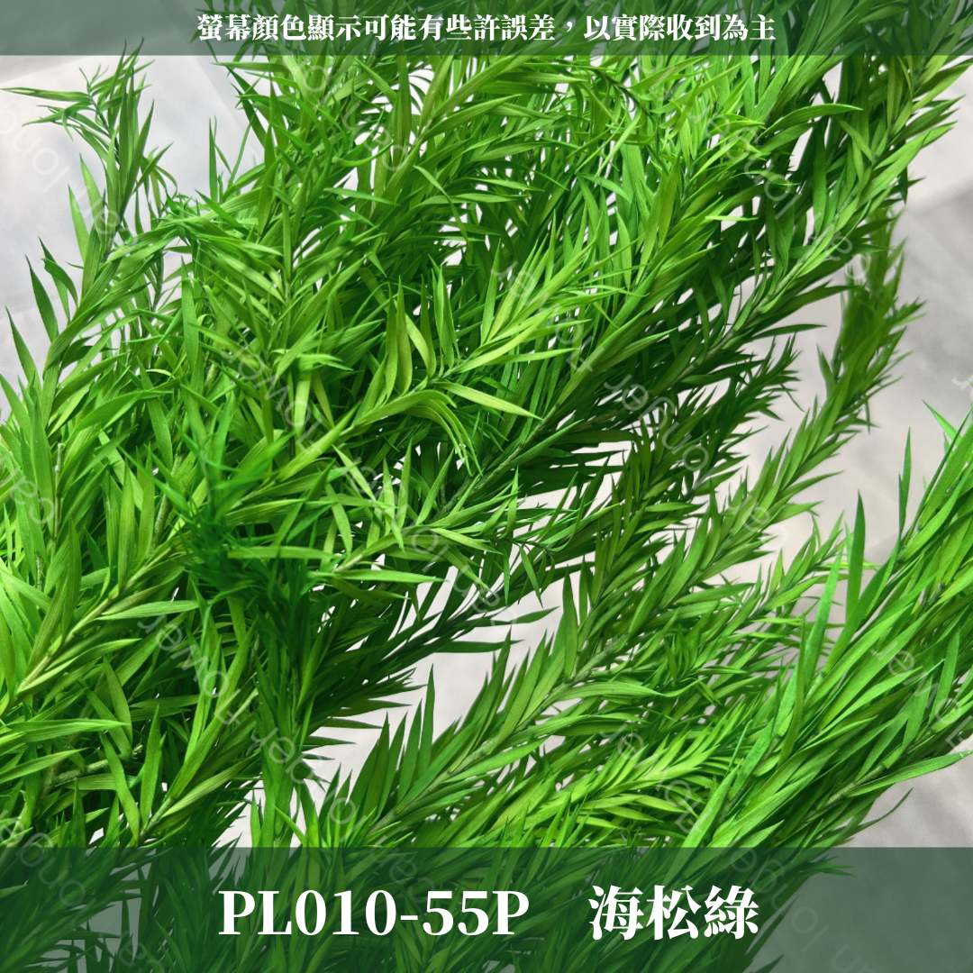 PL010 茶樹 茶樹葉 台灣現貨