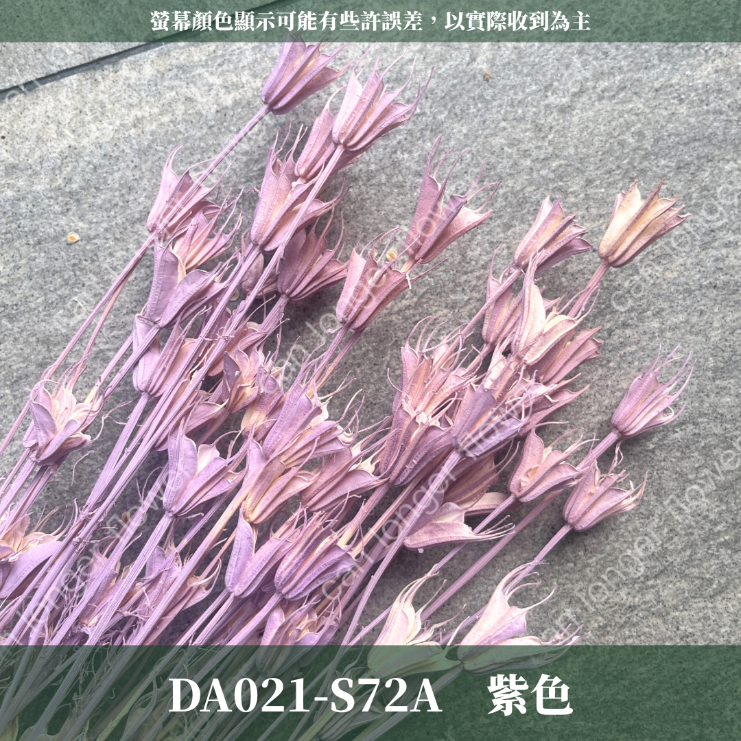 DA021 木百合 原裝 台灣現貨