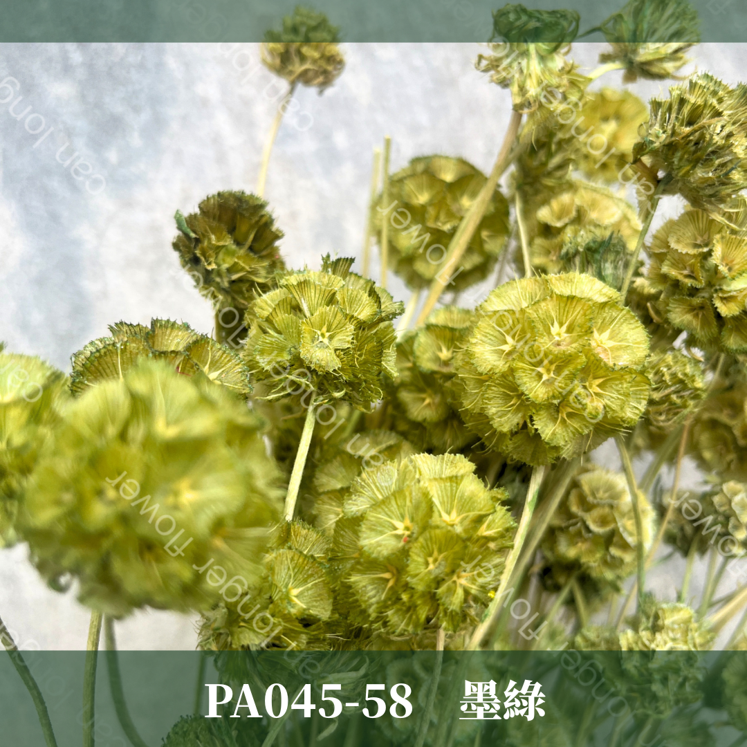 PA045 松蟲果 台灣現貨