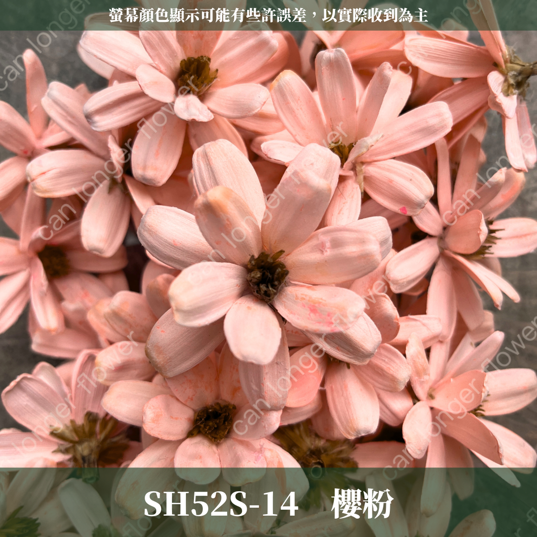 SH52S 瓜子花花頭 單朵 台灣現貨