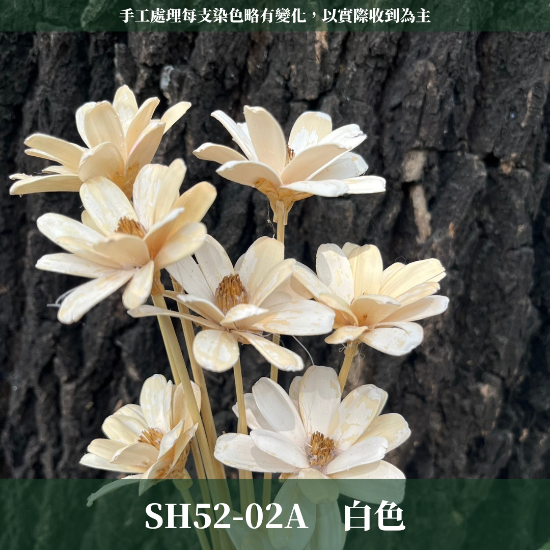 SH52 瓜子花 原裝 10支裝 台灣現貨