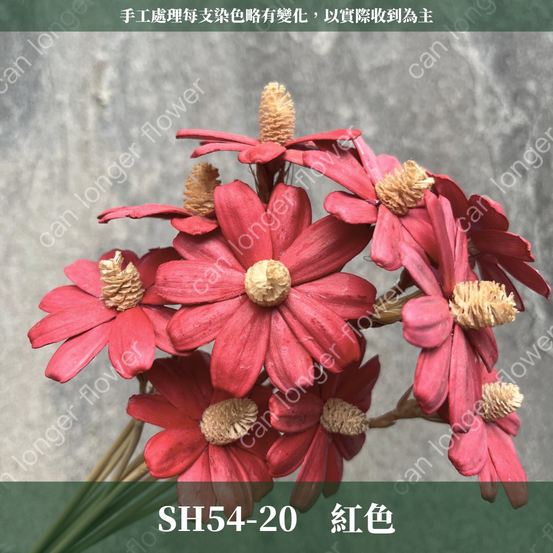 ✿ 台灣現貨 ✿ SH54 小雛菊 原裝 十支裝