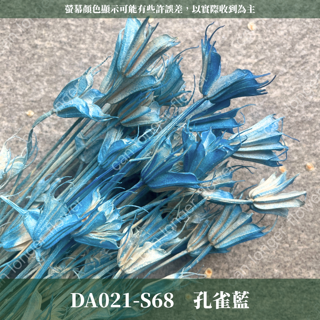 DA021 木百合 原裝 台灣現貨