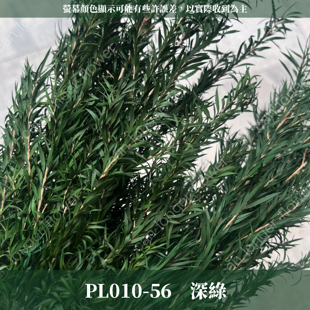 PL010 茶樹 茶樹葉 台灣現貨