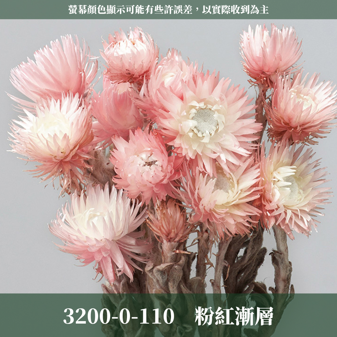 3200-0 日本旱雪蓮 シルバーデージー 日本大地農園 25g 原裝 日本進口