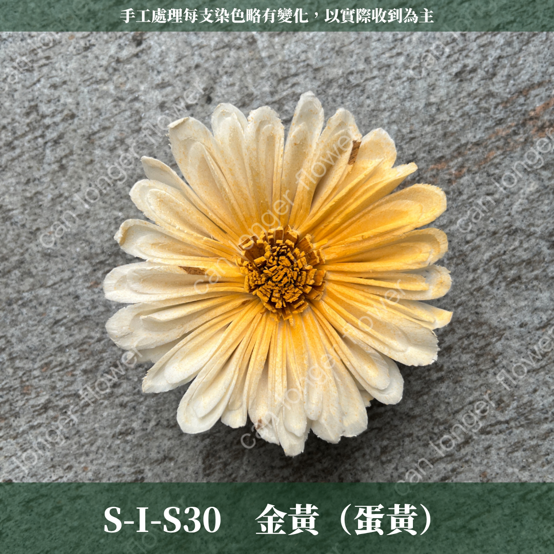 S-I 索拉花 6CM 通草花 擴香花 太陽菊 非洲太陽 台灣現貨